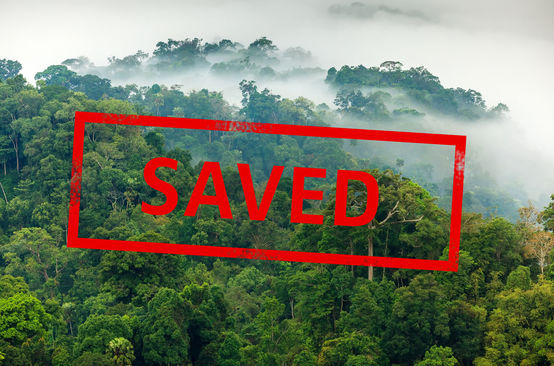 Rainforest in the mist with superimposed SAVED stamp