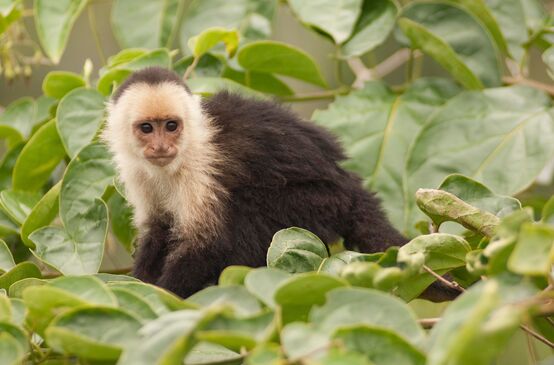 Capuchin monkey (Cebus capucinus) in a tree canopy