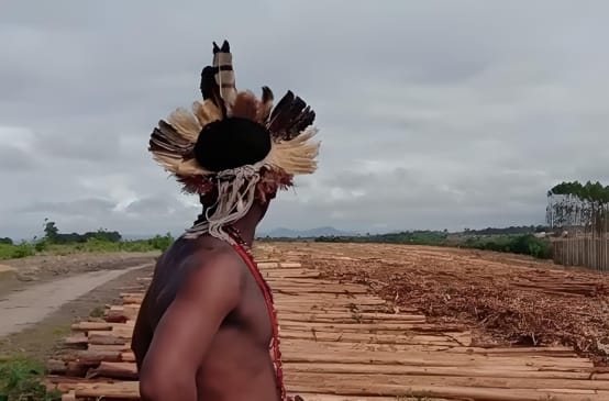 Indigenous man on eucalyptus plantation