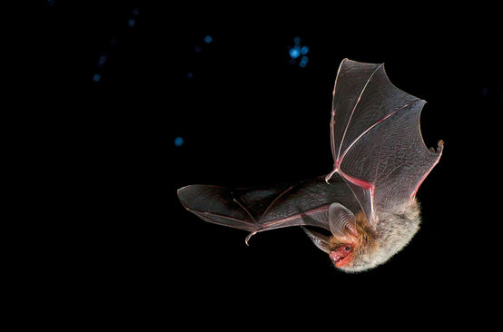 Bechstein bat