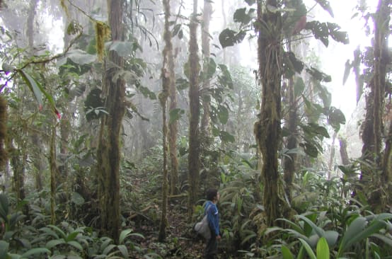 A person among the trunks overgrown with mosses and epiphytes in a misty mountain rainforest