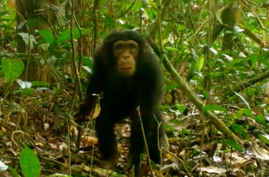 Chimpanzee in Grebo-Krahn National Park, Liberia