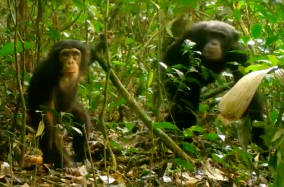 Chimpanzees in Grebo-Krahn National Park, Liberia