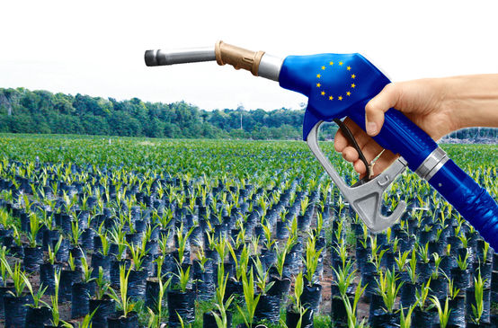 EU palm oil biofuel