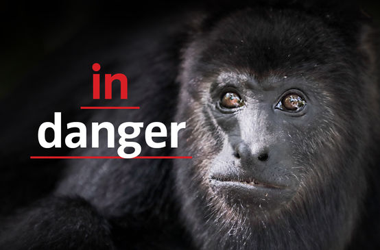 Black howler monkey (Alouatta carayá)  with text "in danger"