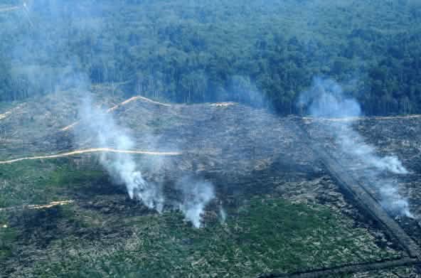 Slash-and-burn in the Tripa peat bog