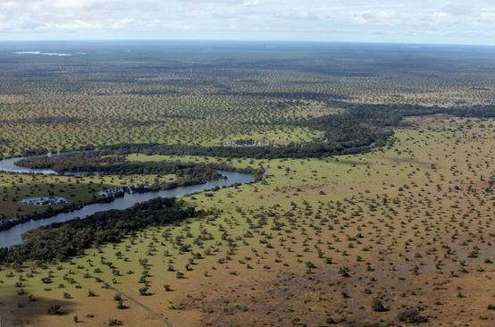 Aerial view of cerrado in Brazil, landscape with forest and river