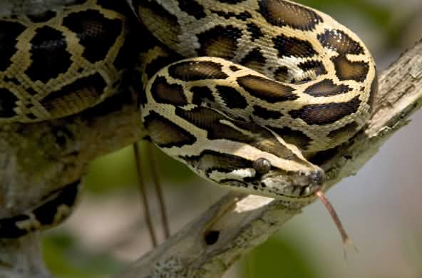 Burmese python in the Everglades, Florida