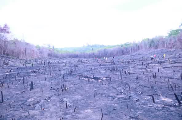 A burnt Cerrado landscape in Brazil