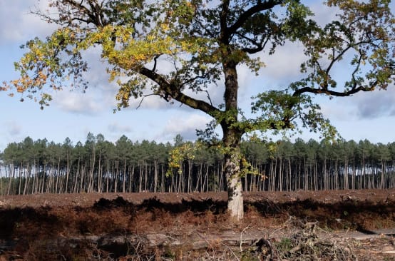 A single oak tree on a clearcut; in the background a pine plantation