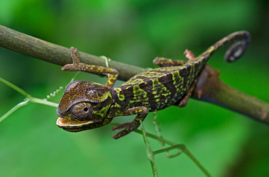 A chameleon with a green and brown pattern, clinging to a branch