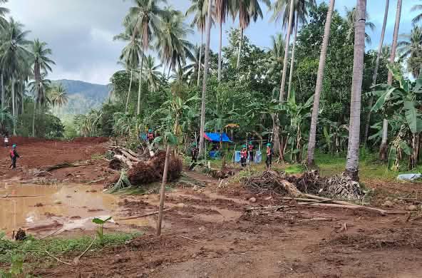 Coconut plantation being destroyed with palms that have been uprooted