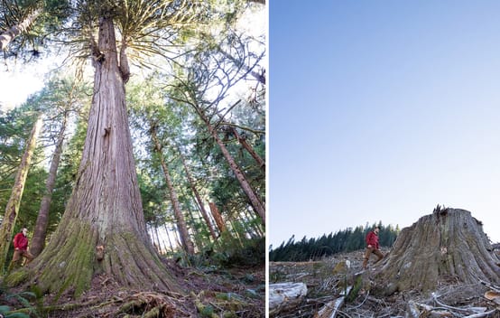 Clear-cutting of coastal rainforest on Vancouver Island, British Columbia