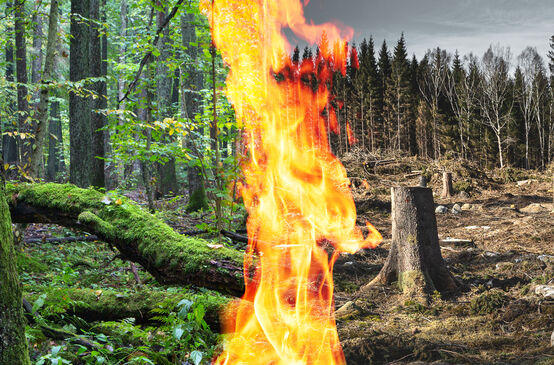 Bioenergy collage