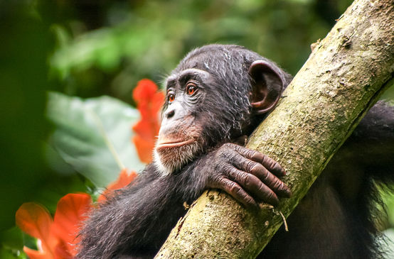 Chimpanzee in Liberia