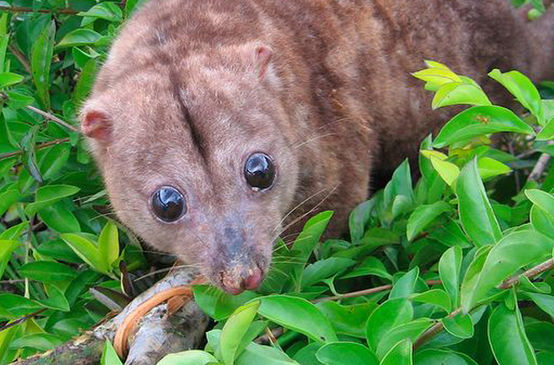 The Woodlark cuscus, a nocturnal marsupial