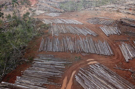 Deforestation for PT Digoel Agri oil palm plantation in Papua