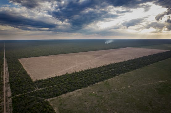 Aerial view of two large rectangular deforested areas and access roads cut into the forest