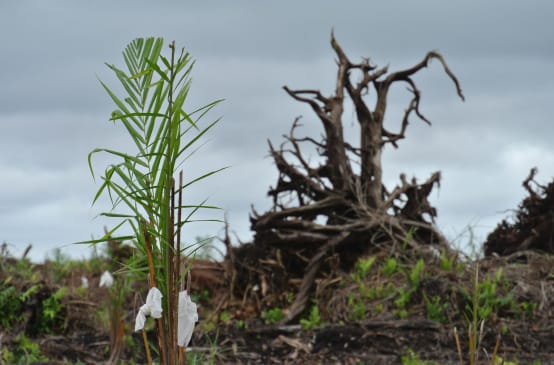 Peat forest cleared for oil palm plantation in Sarawak, Malaysia