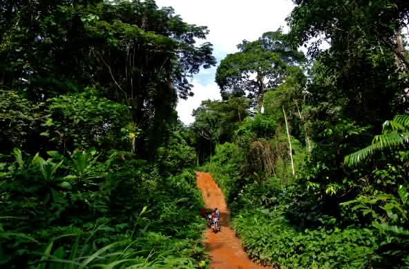 A jungle track through the rainforest in Cross River National Park