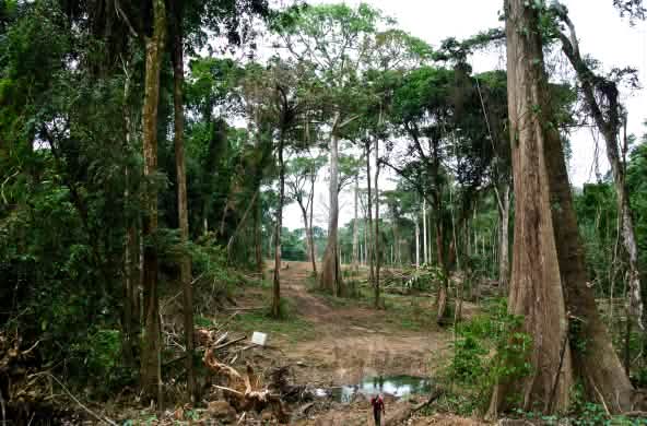 A swathe of forest is being cleared for the superhighway