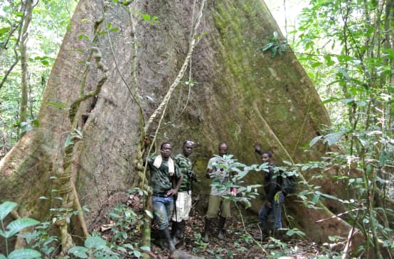 Wild Chimpanzee Foundation (WCF) staff and Eco-Guards posing in front of an ancient tree in Sapo National Park, Liberia