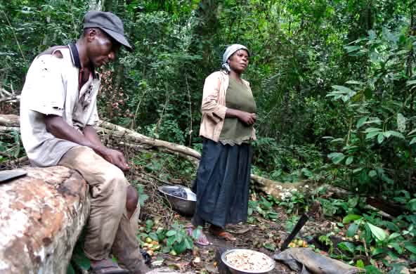 Nigerian woman gathering forest mangos