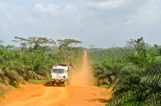 A truck driving through an oil palm plantation in Liberia