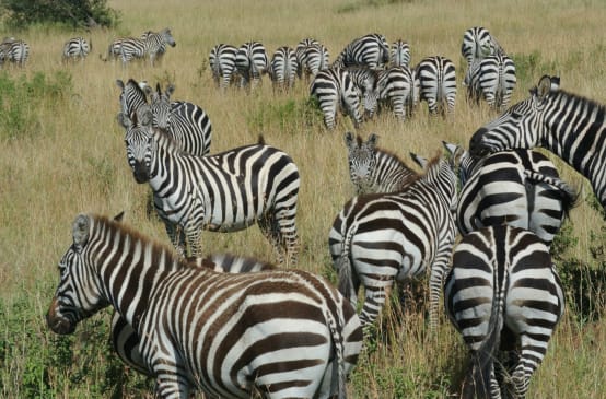 Zebras in the savanna