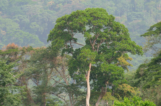 Rainforest in Nigeria