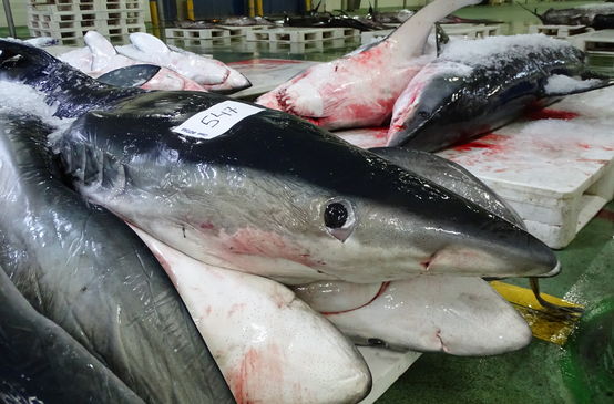 Dead sharks in a fish auction hall