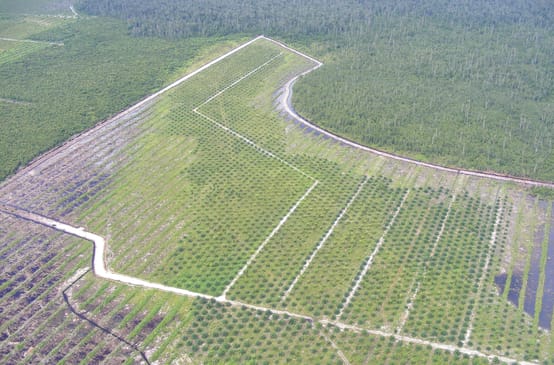 Kalimantan oil palm plantation