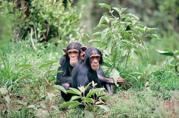 Two chimpanzees