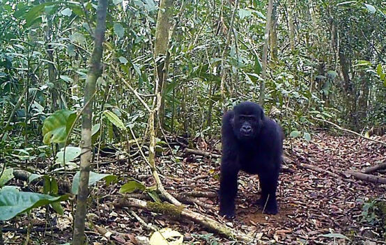 Gorilla in Ebo Forest, Cameroon