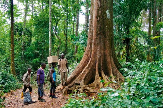 Eco-Guards in the rainforest