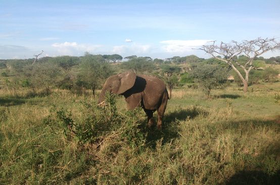 Elephant in Tanzania