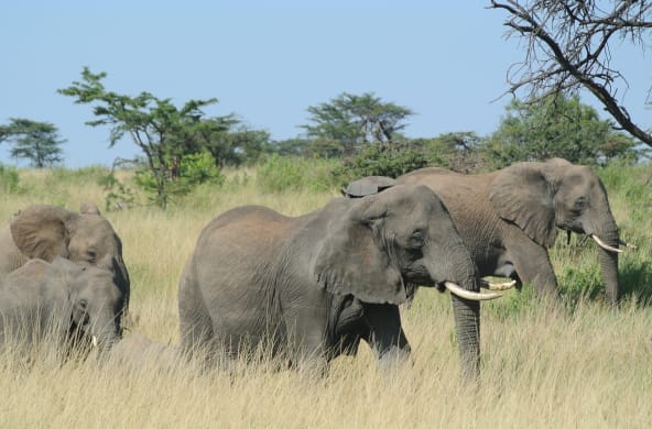 Herd of elephants in Serengeti