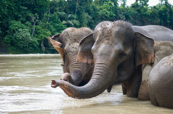 Elephants enjoying a bath