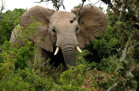 African elephant in forest