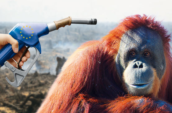 Biofuel photomontage