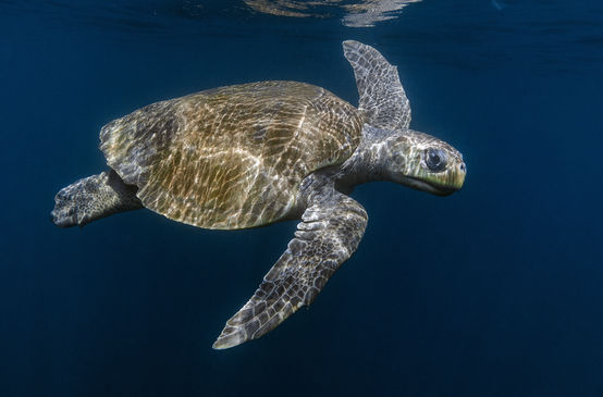 Olive Ridley sea turtle