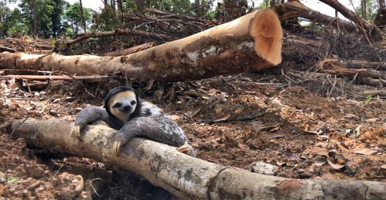 A white-throated sloth clings to the trunk of a felled tree in the rainforest