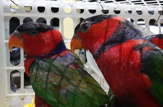 Two black-capped lories in a cage