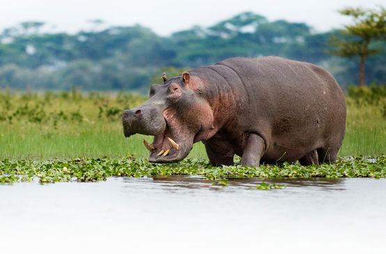 Hippo in Lake Naivasha