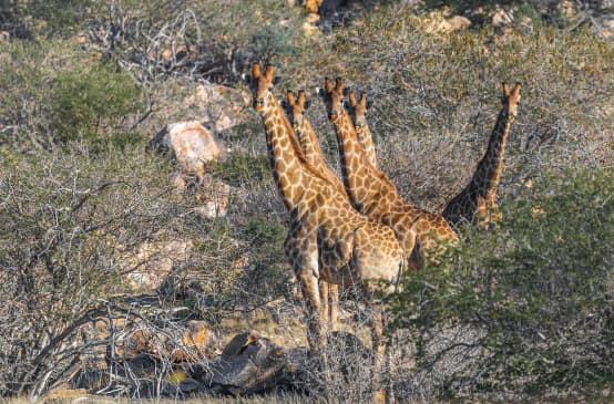 Giraffes