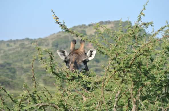 The face of a giraffe partly visible through a treetop