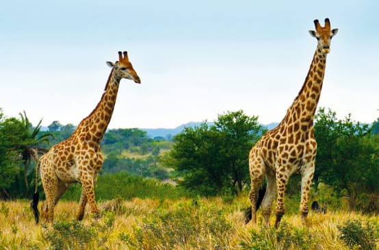 Giraffes in South Africa