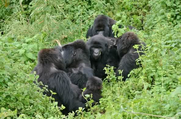 Gorillas in Virunga National Park, November 2021
