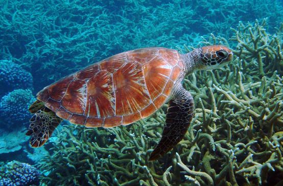 Green turtle