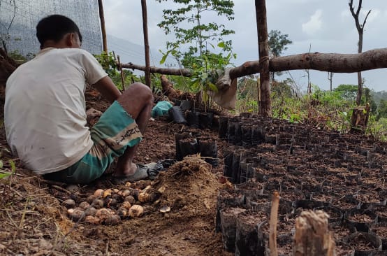 A man working with seedlings